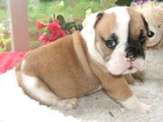 cute and lovely AKC English Bulldog  Puppy For Adoption