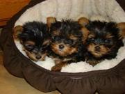 lovely and adorable teacup yorkshire puppies for adoption