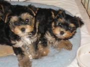 male and female teacup Yorkie puppies for adoption (TIKI AND BILLY )