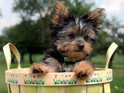 Top Quality Teacup Yorkie Puppies Available For Adoption