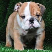 Lovely Male And Female English Bulldog Puppies For Adoption