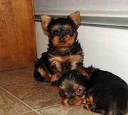 Lovely Tea Cup Yorkie Babies Ready For their new homes for free adopti