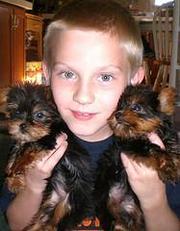 Sweet  teacup yorkie puppies for free adoption