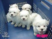  Maltese Puppies For Free Adoption - Yorkies