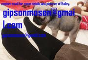 Beautiful AKC Female Pug Puppy for Rehoming 