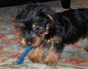Talented Teacup Yorkie Puppy For Free Adoption