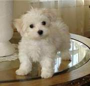 I have Two Maltese puppies to give it out for adoption