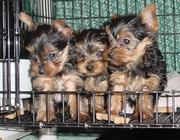 AKC Playful & Affectionate Yorkies Puppies Needs A Home
