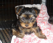 awesome  yorkie puppies for adoption 