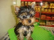 Adorable  Female Yorkie Puppy For Free  Home Adoption