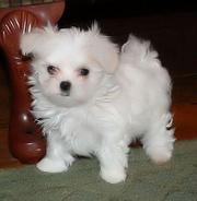 I have Lovely Maltese Puppies Ready For their new homes for free adopt