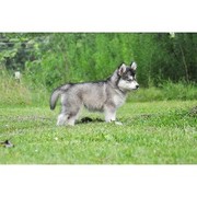 loving Siberian husky puppies for adoption 