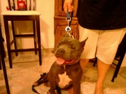 98-100% Blue american pitbull terriers available now!
