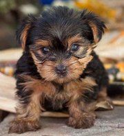 CUTE MALE AND FEMALE TEACUP YORKIE PUPPIES FOR ADOPTION 