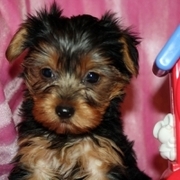 NICE LOOKING TEA CUP YORKIE PUPPIES FOR ADOPTION