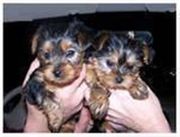 Adorable Male And Female Yorkie  Puppies Ready For A New Home.