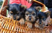 male and female Yorkie puppies for free adoption (macktracy89@yahoo.co