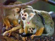 Outstanding Squirrel Monkeys for adoption