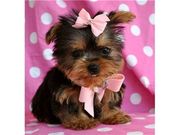 2 Teacup Yorkie Puppies For Free Adoption 
