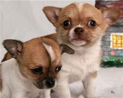 Lovely and Adorable Chihuahua puppies for adopion