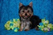  Cute Yorkie puppies need New Home