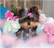 Cute And Amazing Male And Female Teacup Yorkie Puppies For Adoption