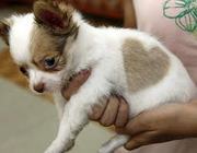 cute male and female chihuahua puppies