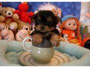 Male And female Yorkie Puppies For Adoption