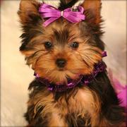 Adorable TeaCup Yorkie pups for free adoption(lovelyhome2@gmail.com)