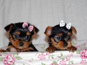  Teacup Yorkie Puppies For re homing