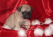lovely pug puppies for good home