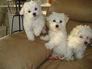 AKC registered maltese puppies