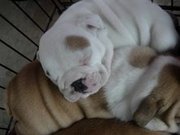 English Bulldog Puppies Available for adoption. 