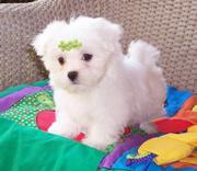 Adorable Male And Female Maltese Puppies For Free Adopotion 