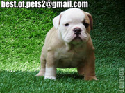 Cute and Adorable bulldog Puppies For Adoption
